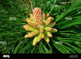 Attēlu rezultāti vaicājumam “Pinus pumila male flower”