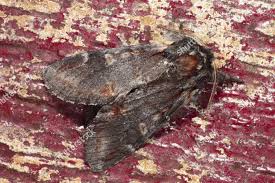 Attēlu rezultāti vaicājumam “Notodonta dromedarius”