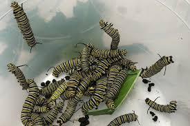 Image result for monarch caterpillar