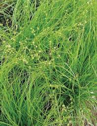 Attēlu rezultāti vaicājumam “Deschampsia flexuosa bud”