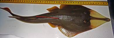 Image result for Glaucostegus cemiculus