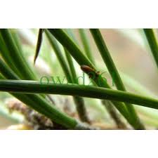 Attēlu rezultāti vaicājumam “Brachonyx pineti”