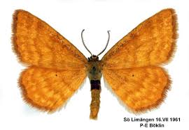 Attēlu rezultāti vaicājumam “Idaea serpentata”