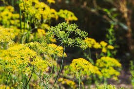 Attēlu rezultāti vaicājumam “Brachytheciastrum velutinum”