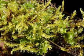 Attēlu rezultāti vaicājumam “Moerckia hibernica”