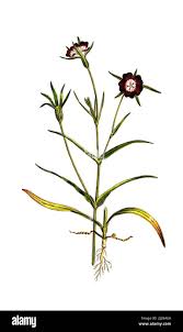 Image result for Kornrade