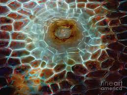 Attēlu rezultāti vaicājumam “Conocephalum conicum”