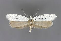Attēlu rezultāti vaicājumam “Yponomeuta evonymella”