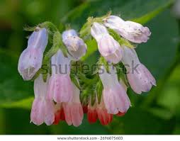 Attēlu rezultāti vaicājumam “Symphytum grandiflorum flower”