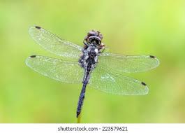 Attēlu rezultāti vaicājumam “Sympetrum danae”