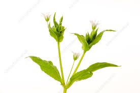 Attēlu rezultāti vaicājumam “Stellaria nemorum bud”