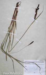 Attēlu rezultāti vaicājumam “Carex acutiformis fruit”