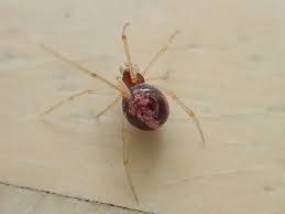 Attēlu rezultāti vaicājumam “Neottiura bimaculata”