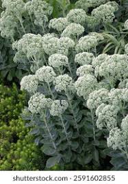 Attēlu rezultāti vaicājumam “Hylotelephium telephium bud”