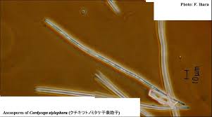 Attēlu rezultāti vaicājumam “Cordyceps stylophora”