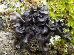 Attēlu rezultāti vaicājumam “Leptogium saturninum”