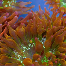 Attēlu rezultāti vaicājumam “Anemone”