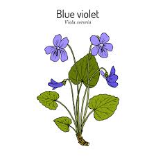 Attēlu rezultāti vaicājumam “Viola sororia flower”