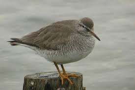 Image result for Tringa brevipes