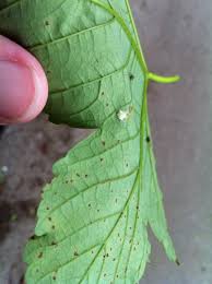 Attēlu rezultāti vaicājumam “Paidiscura pallens”