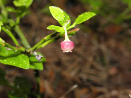 Attēlu rezultāti vaicājumam “Vaccinium myrtillus flower”
