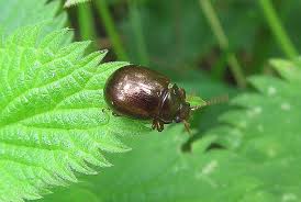 Attēlu rezultāti vaicājumam “Chrysolina staphylaea”