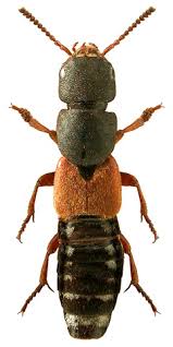 Attēlu rezultāti vaicājumam “Platydracus fulvipes”