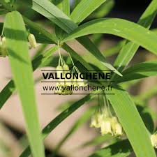 Attēlu rezultāti vaicājumam “Polygonatum verticillatum bud”