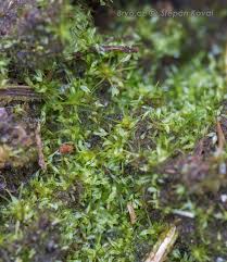 Attēlu rezultāti vaicājumam “Campylopus pyriformis”