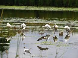 Image result for Heemtuin Rucphen