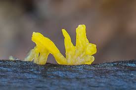 Attēlu rezultāti vaicājumam “Calocera glossoides”