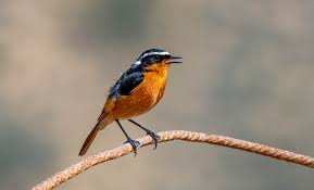 Image result for Phoenicurus moussieri