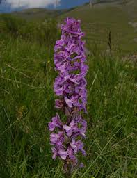 Attēlu rezultāti vaicājumam “Dactylorhiza cruenta”