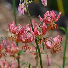 Image result for Lilium martagon `Manitoba Fox`