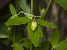 Attēlu rezultāti vaicājumam “Aquilegia vulgaris bud”