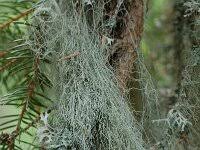 Attēlu rezultāti vaicājumam “Bryoria capillaris”