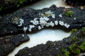 Attēlu rezultāti vaicājumam “Physarum braunianum young”