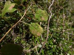 Attēlu rezultāti vaicājumam “Pucciniastrum areolatum”