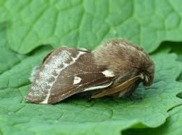 Attēlu rezultāti vaicājumam “Eriogaster lanestris”