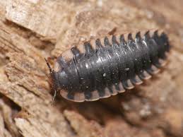 Attēlu rezultāti vaicājumam “Oiceoptoma thoracicum”