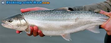 Image result for Salvelinus confluentus