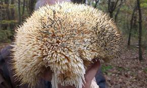 Attēlu rezultāti vaicājumam “Russulales”