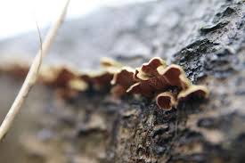 Attēlu rezultāti vaicājumam “Steccherinum bourdotii”