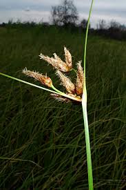 Attēlu rezultāti vaicājumam “Bolboschoenus maritimus”