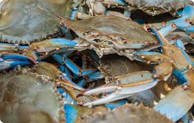 Image result for Callinectes sapidus
