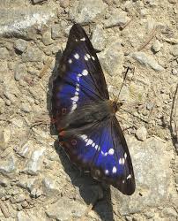 Attēlu rezultāti vaicājumam “Apatura iris male”