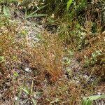 Attēlu rezultāti vaicājumam “Juncus bufonius fruit”