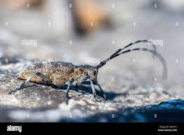 Attēlu rezultāti vaicājumam “Monochamus galloprovincialis”