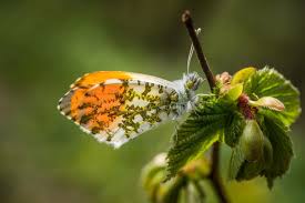 Attēlu rezultāti vaicājumam “Anthocharis cardamines male”