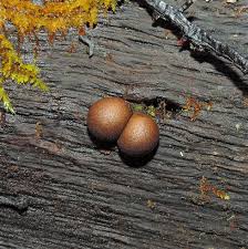 Attēlu rezultāti vaicājumam “Lycogala sp.”